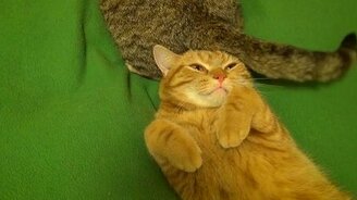 Убери свою попу от моей морды! - смотреть видео (2:22)