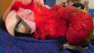 Страстный любитель нежностей - смотреть видео (0:31)