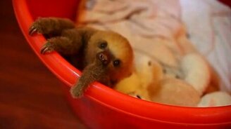 Ленивец сбегает из миски - смотреть видео (0:33)