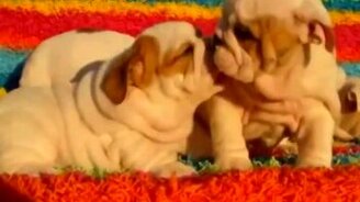 Забавные бульдоги - смотреть видео (4:47)