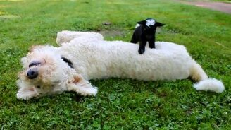 Козлёнок будит псину - смотреть видео (0:30)