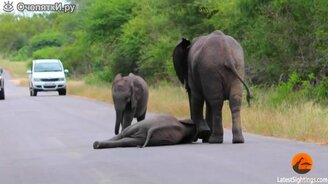 Слонёнок кривляется на дороге - смотреть видео (2:05)