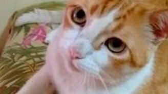 Кошка подпевает хозяину - смотреть видео (0:16)