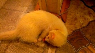 Хорёк-альбинос - смотреть видео (1:38)