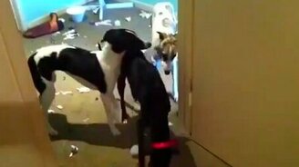 Собаки разгромили кровать - смотреть видео (1:34)