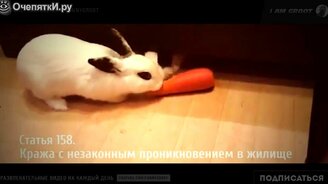 Звери-хулиганы - смотреть видео (1:06)