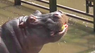 Бегемот ест арбуз - смотреть видео (0:15)