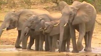 Слоновья семья на водопое - смотреть видео (0:45)
