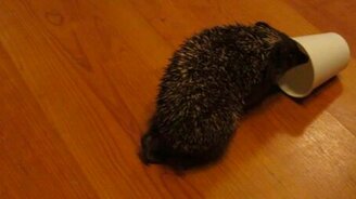 Ёжик и картонный стаканчик - смотреть видео (0:45)