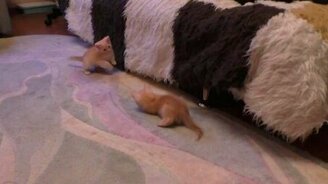 Котята и конфета - смотреть видео (1:51)