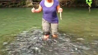 Рыбы выпрашивают корм - смотреть видео (1:26)