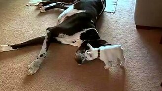 Щенок и большой пёс - смотреть видео (3:51)