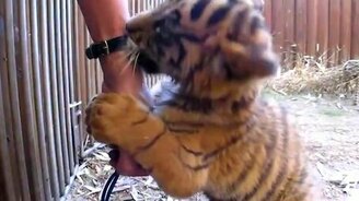 Тигрёнок и наручные часы - смотреть видео (1:54)