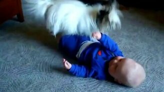 Собачонка веселит малыша - смотреть видео (2:48)