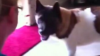 Пёс кидается на медведя - смотреть видео (2:19)