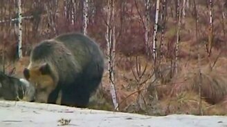 Пёс против медведя - смотреть видео (4:36)