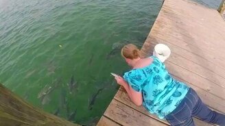 Опасно рыбок кормить... - смотреть видео (0:15)