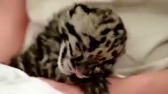 Милейший детёныш - смотреть видео (0:47)