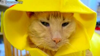 Стоит ли заводить кошку? - смотреть видео (0:50)