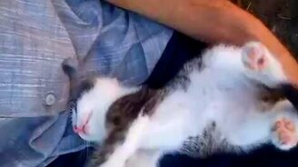 Котёнок неожиданно засыпает - смотреть видео (0:31)