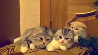 Зевота на котят напала - смотреть видео (0:17)