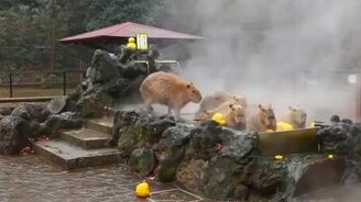 Джакузи для капибар - смотреть видео (2:13)