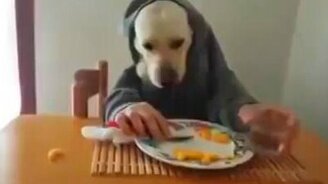 Обычный собачий завтрак - смотреть видео (1:13)