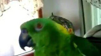 Попугай распевается - смотреть видео (1:16)
