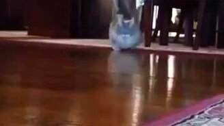 Таксоподобный кот - смотреть видео (0:10)