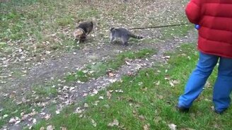 Щенок и енот на прогулке - смотреть видео (0:42)