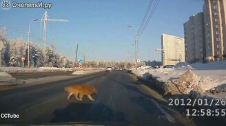 Учитесь переходить дорогу у собак - смотреть видео (3:40)