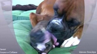 Новорожденные боксёры - смотреть видео (0:50)