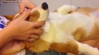 Самые ленивые собаки - смотреть видео (3:50)