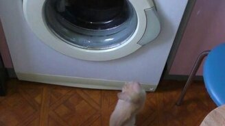 Котёнок и стиральная машина - смотреть видео (0:50)