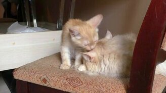 Дочки-матери - смотреть видео (1:46)