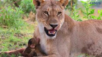 Львица и мартышка дурачатся - смотреть видео (1:04)