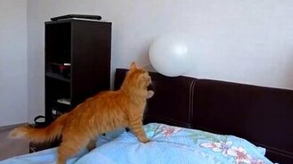 Кот доигрался с шариком - смотреть видео (0:33)