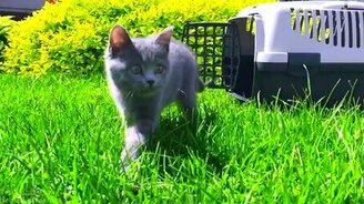 Котёнок впервые на улице - смотреть видео (2:20)