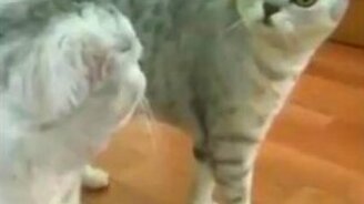 Котяра от себя в шоке - смотреть видео (0:23)