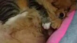 Кот, который обожает собаку - смотреть видео (0:16)