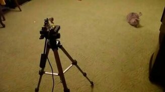 Лазер-автомат играет с котом - смотреть видео (1:35)