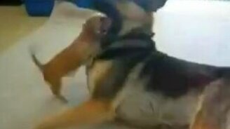 Маленький зверюга - смотреть видео (1:14)