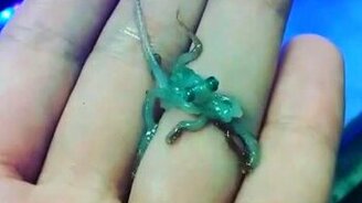 Малюсенький осьминог - смотреть видео (0:10)