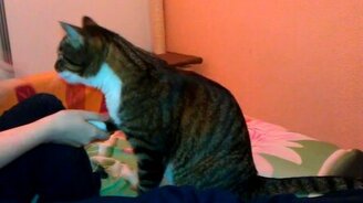 Девушка дрессирует кота - смотреть видео (2:40)