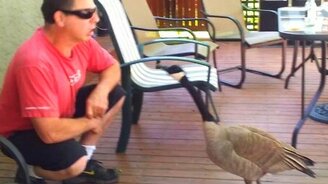 Пообщался с гусём - смотреть видео (0:43)