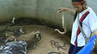 Мастер общения со змеями - смотреть видео (5:46)