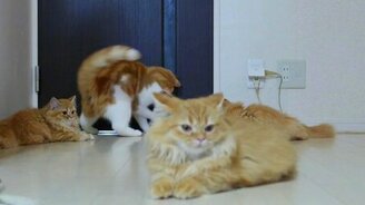 Милые коротколапые котята - смотреть видео (3:45)