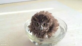 Позитивные совушки перед камерой - смотреть видео (5:03)