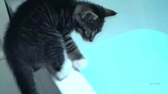 Кошки, любящие воду - смотреть видео (3:25)