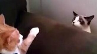 Типичный кошачий конфликт - смотреть видео (0:15)